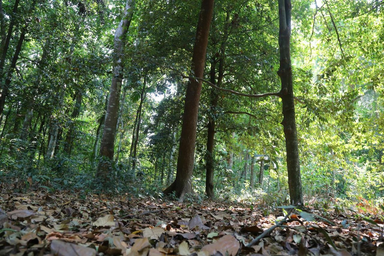 The Mana-Heritage Stay - Chengazhimattam Mana Kottayam Ngoại thất bức ảnh
