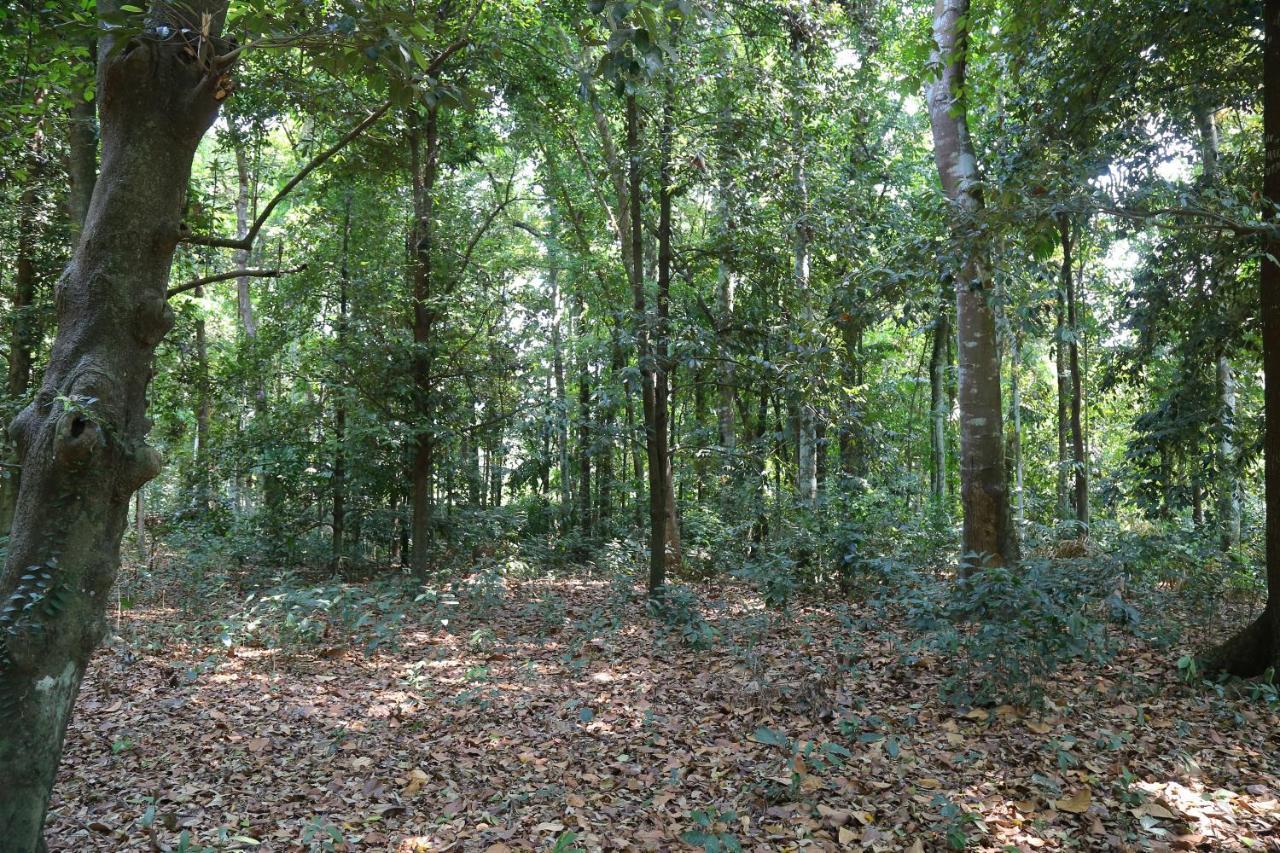 The Mana-Heritage Stay - Chengazhimattam Mana Kottayam Ngoại thất bức ảnh